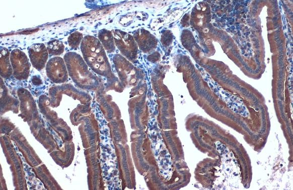 HSP90 alpha Antibody in Immunohistochemistry (Paraffin) (IHC (P))