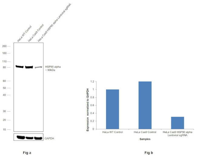 HSP90 alpha Antibody