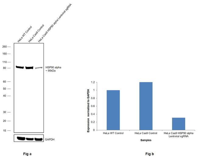 HSP90 alpha Antibody in Western Blot (WB)