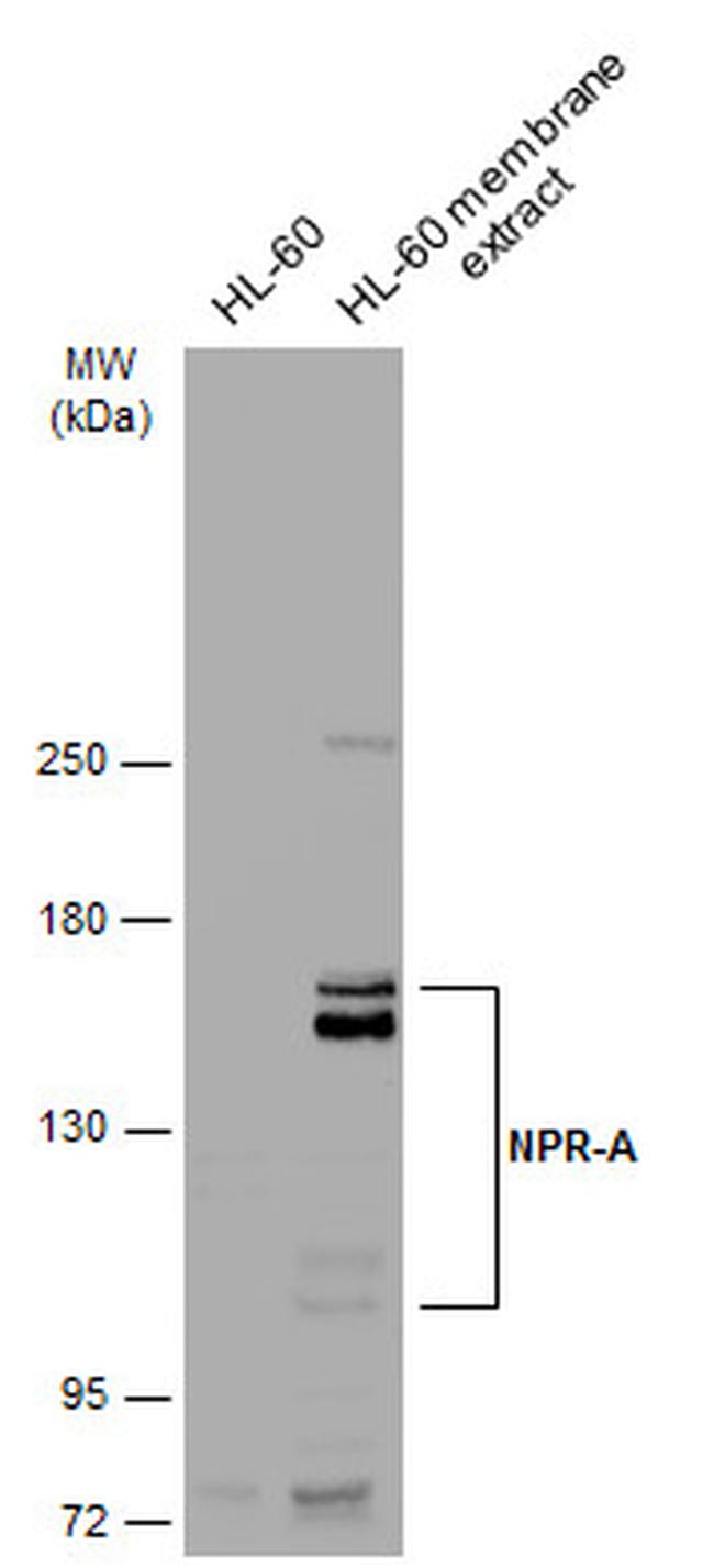 NPR1 Antibody in Western Blot (WB)