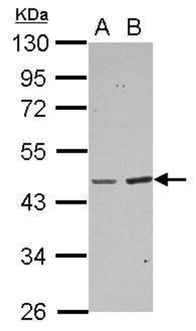 BAAT Antibody in Western Blot (WB)