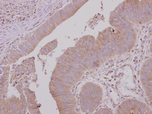 USH1G Antibody in Immunohistochemistry (Paraffin) (IHC (P))