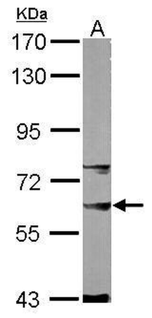 SNW1 Antibody in Western Blot (WB)