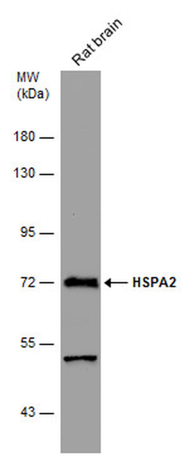 HSPA2 Antibody in Western Blot (WB)