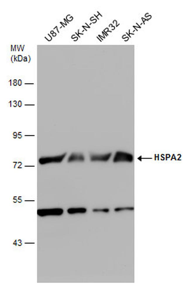 HSPA2 Antibody in Western Blot (WB)