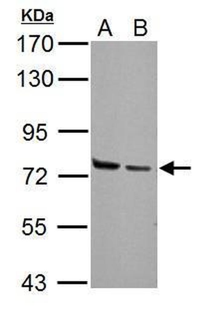 HSPA2 Antibody in Western Blot (WB)