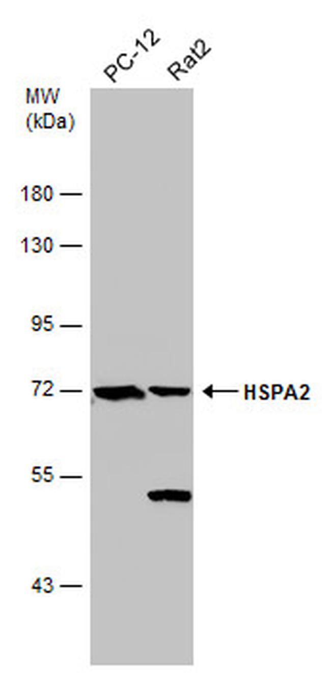 HSPA2 Antibody in Western Blot (WB)