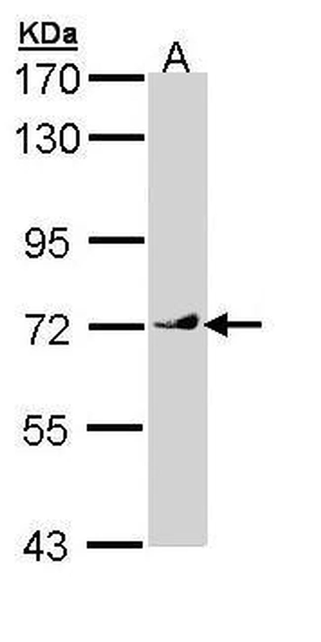 VANGL1 Antibody in Western Blot (WB)