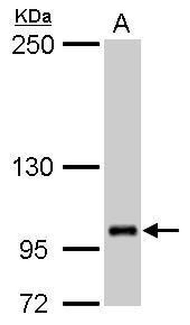 ZFPM2 Antibody in Western Blot (WB)