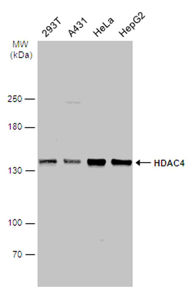 HDAC4 Antibody in Western Blot (WB)