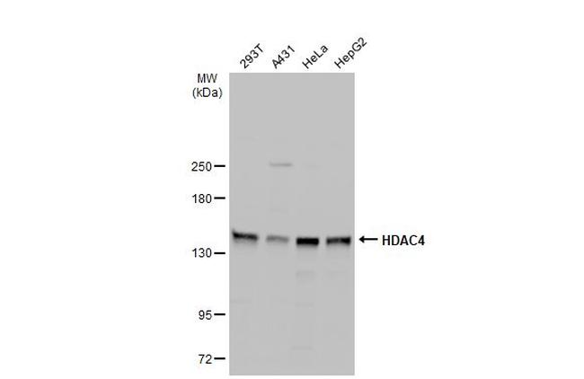 HDAC4 Antibody in Western Blot (WB)