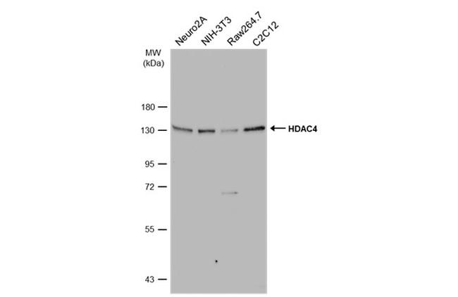 HDAC4 Antibody in Western Blot (WB)