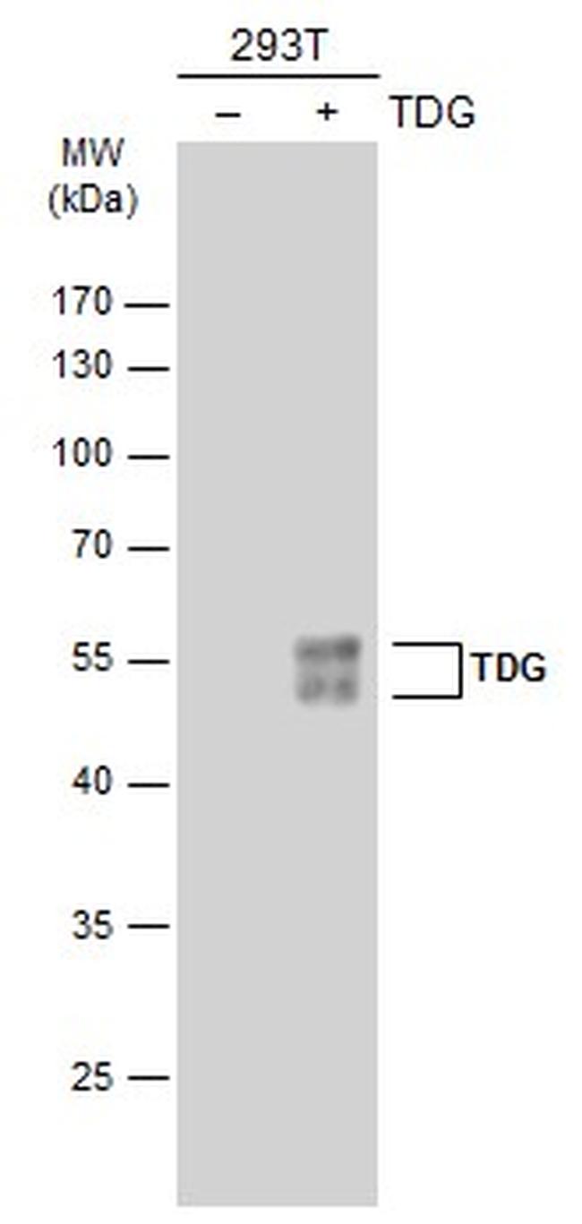 TDG Antibody in Western Blot (WB)