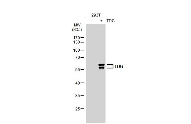 TDG Antibody in Western Blot (WB)