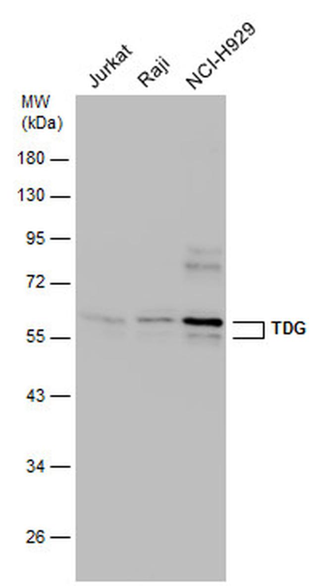 TDG Antibody in Western Blot (WB)