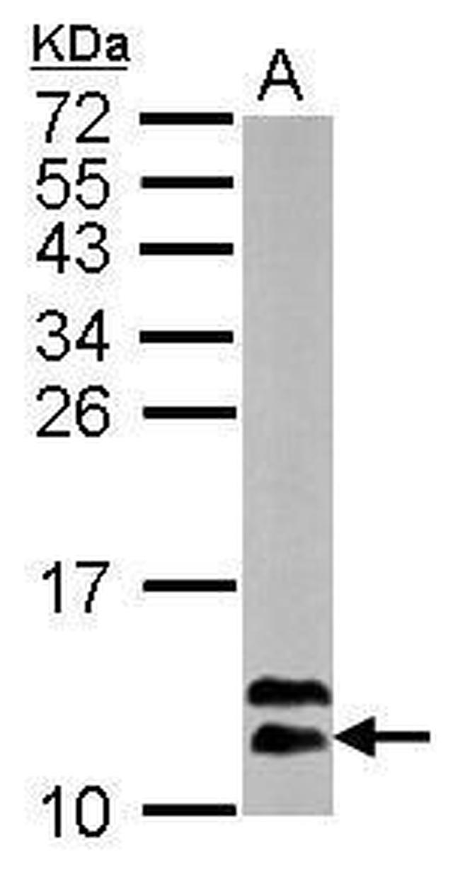 ROC1 Antibody in Western Blot (WB)