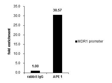 APE1 Antibody in ChIP Assay (ChIP)