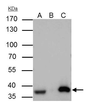 APE1 Antibody in Immunoprecipitation (IP)