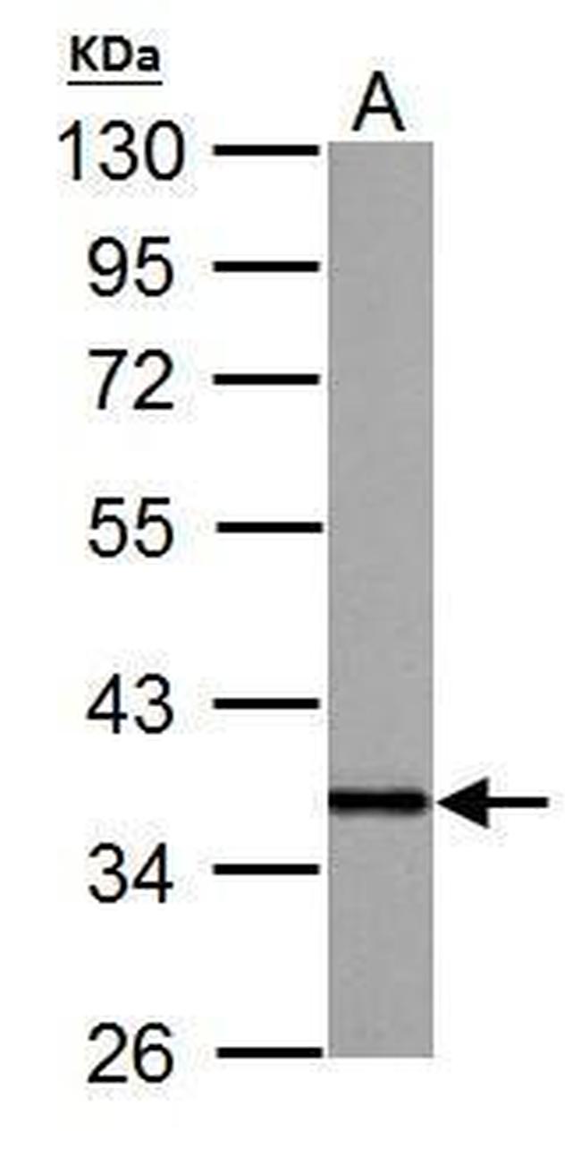 APE1 Antibody in Western Blot (WB)