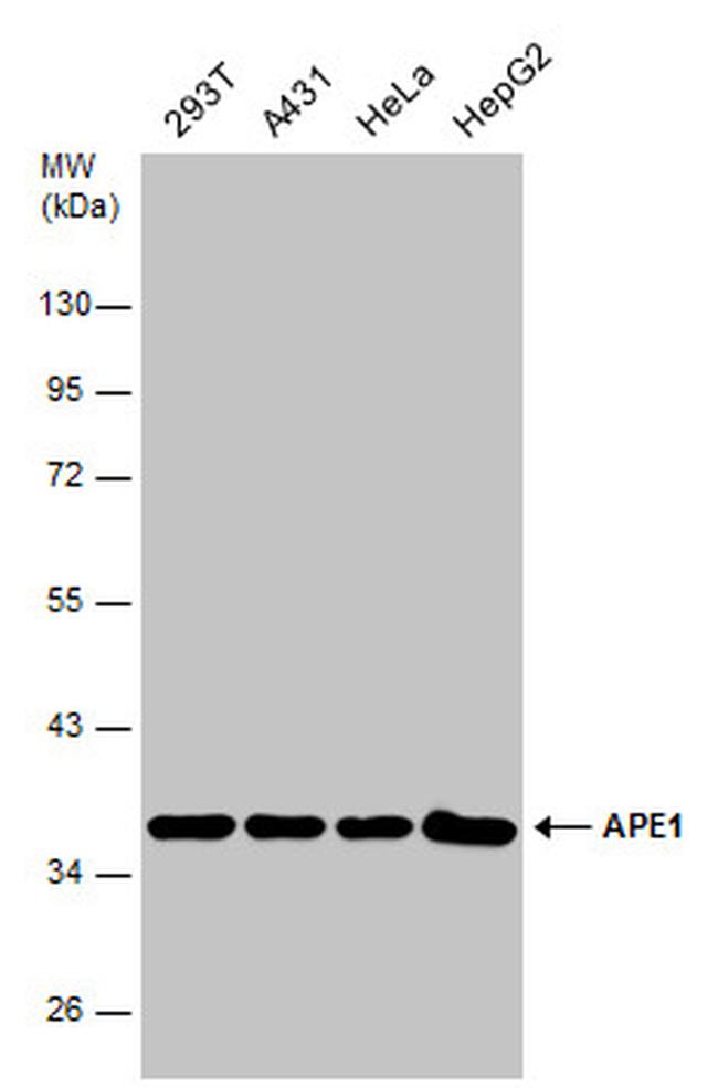 APE1 Antibody in Western Blot (WB)