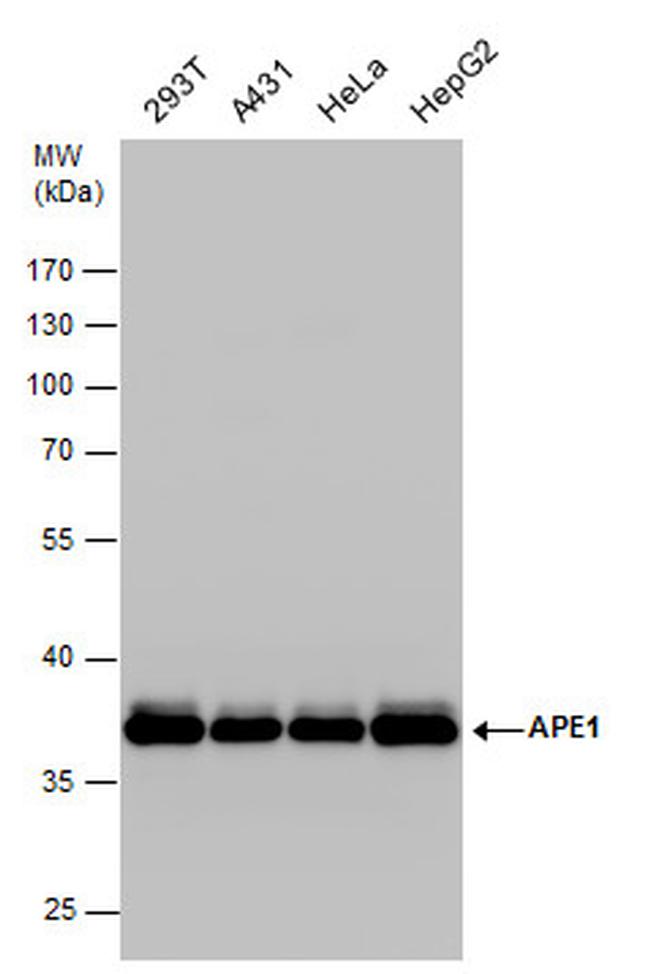 APE1 Antibody in Western Blot (WB)