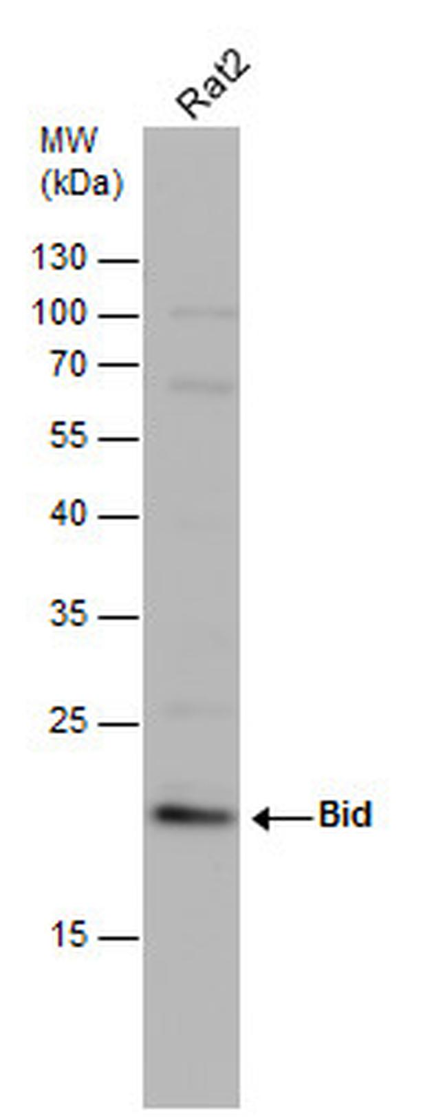 BID Antibody in Western Blot (WB)