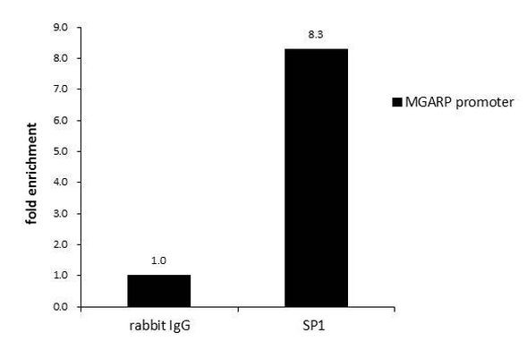 SP1 Antibody in ChIP Assay (ChIP)