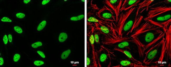 SP1 Antibody in Immunocytochemistry (ICC/IF)