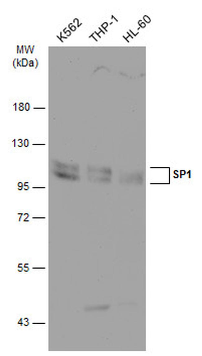 SP1 Antibody in Western Blot (WB)