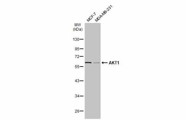 AKT1 Antibody in Western Blot (WB)