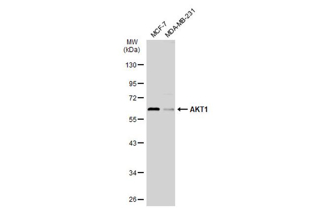 AKT1 Antibody in Western Blot (WB)