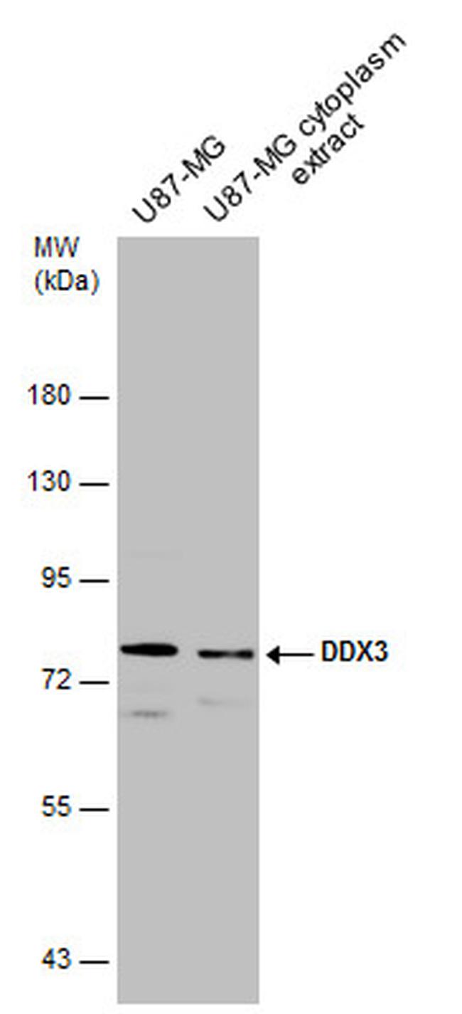 DDX3 Antibody in Western Blot (WB)