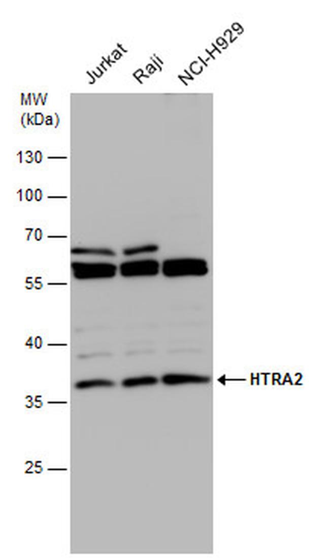 HTRA2 Antibody in Western Blot (WB)