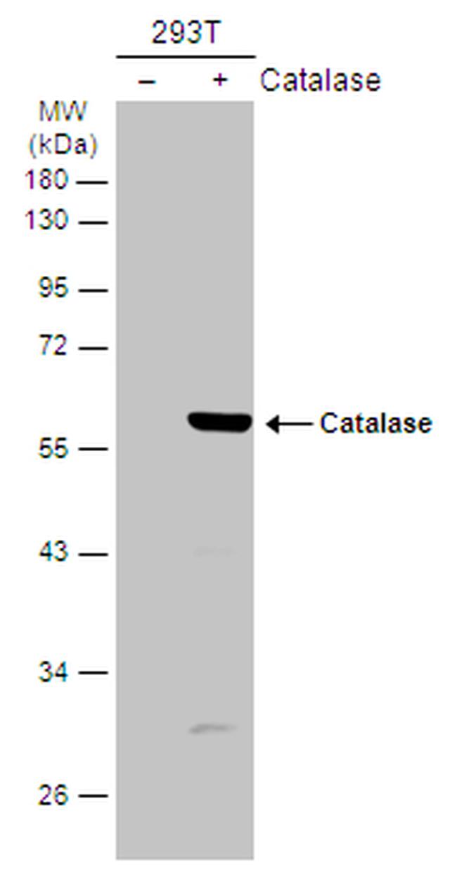 Catalase Antibody in Western Blot (WB)