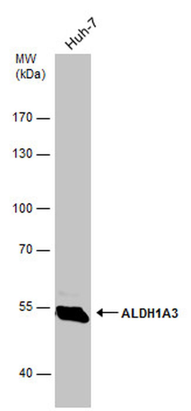 ALDH1A3 Antibody in Western Blot (WB)