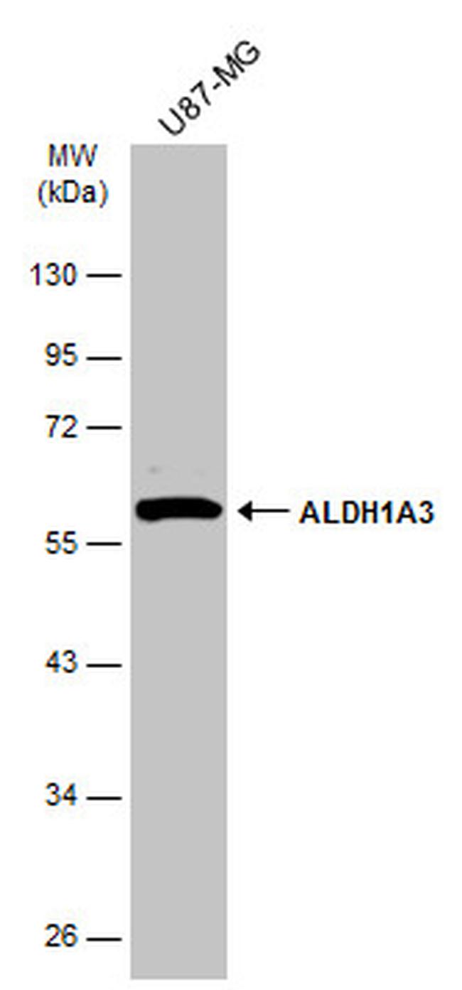 ALDH1A3 Antibody in Western Blot (WB)