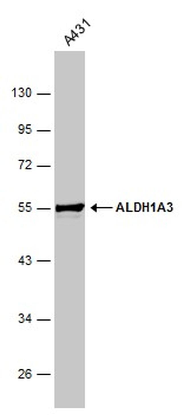 ALDH1A3 Antibody in Western Blot (WB)