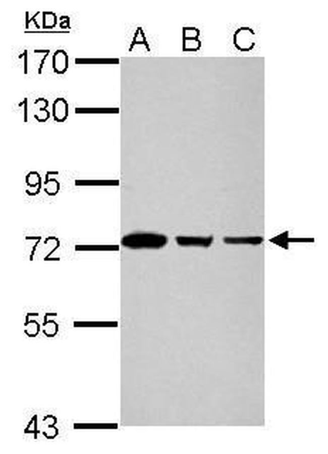 GTPBP4 Antibody in Western Blot (WB)