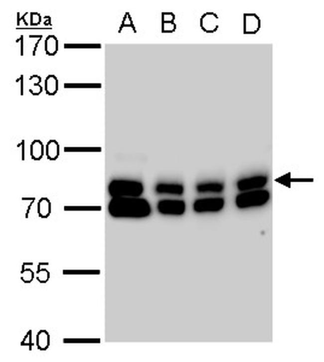 GTPBP4 Antibody in Western Blot (WB)