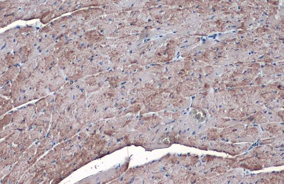 SLC25A6 Antibody in Immunohistochemistry (Paraffin) (IHC (P))