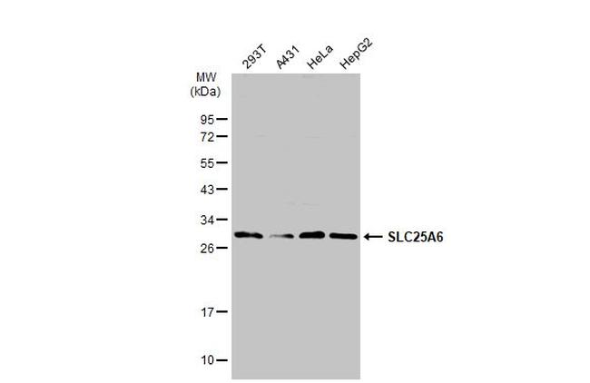 SLC25A6 Antibody in Western Blot (WB)