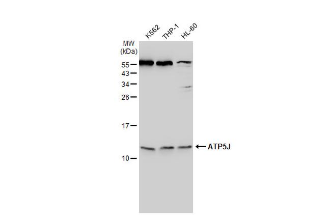 ATP5J Antibody in Western Blot (WB)