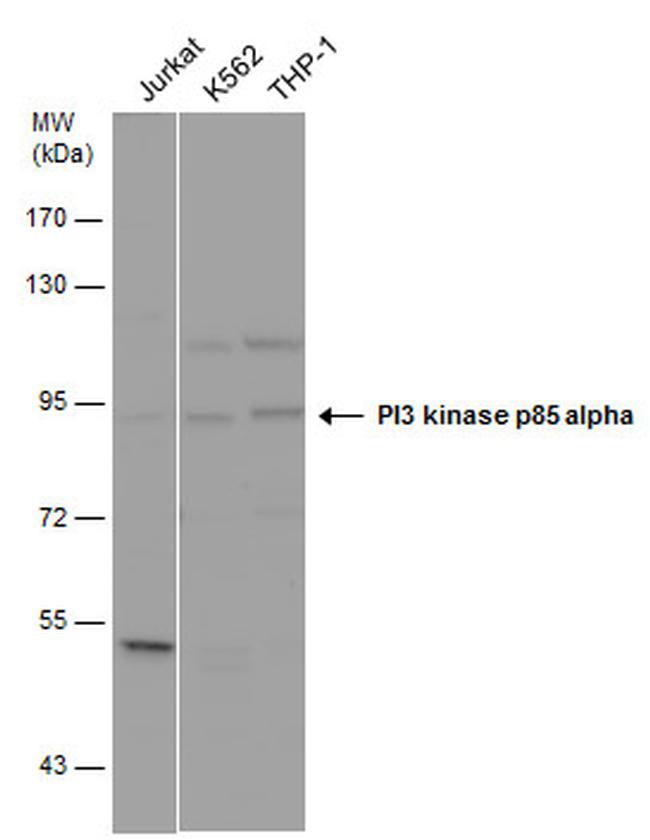 PI3K p85 alpha Antibody in Western Blot (WB)