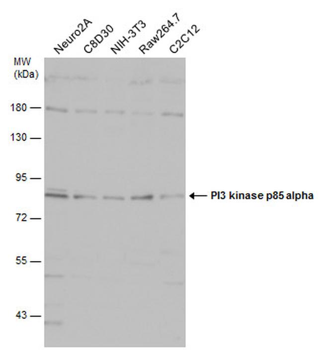 PI3K p85 alpha Antibody in Western Blot (WB)