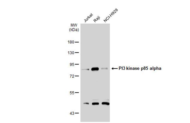 PI3K p85 alpha Antibody in Western Blot (WB)