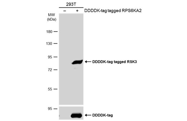 RSK3 Antibody in Western Blot (WB)