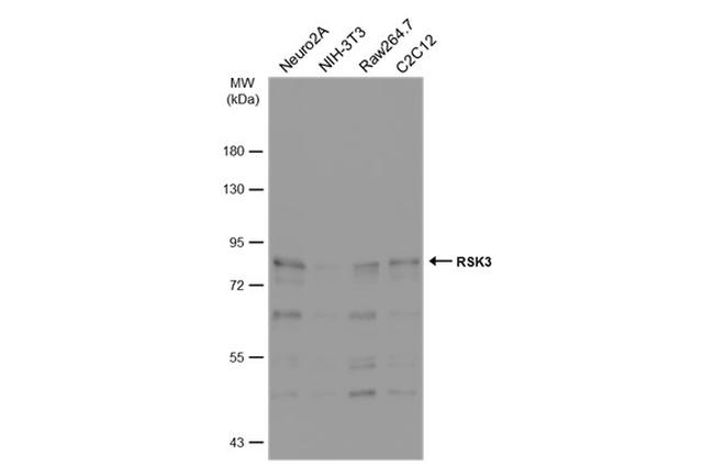 RSK3 Antibody in Western Blot (WB)