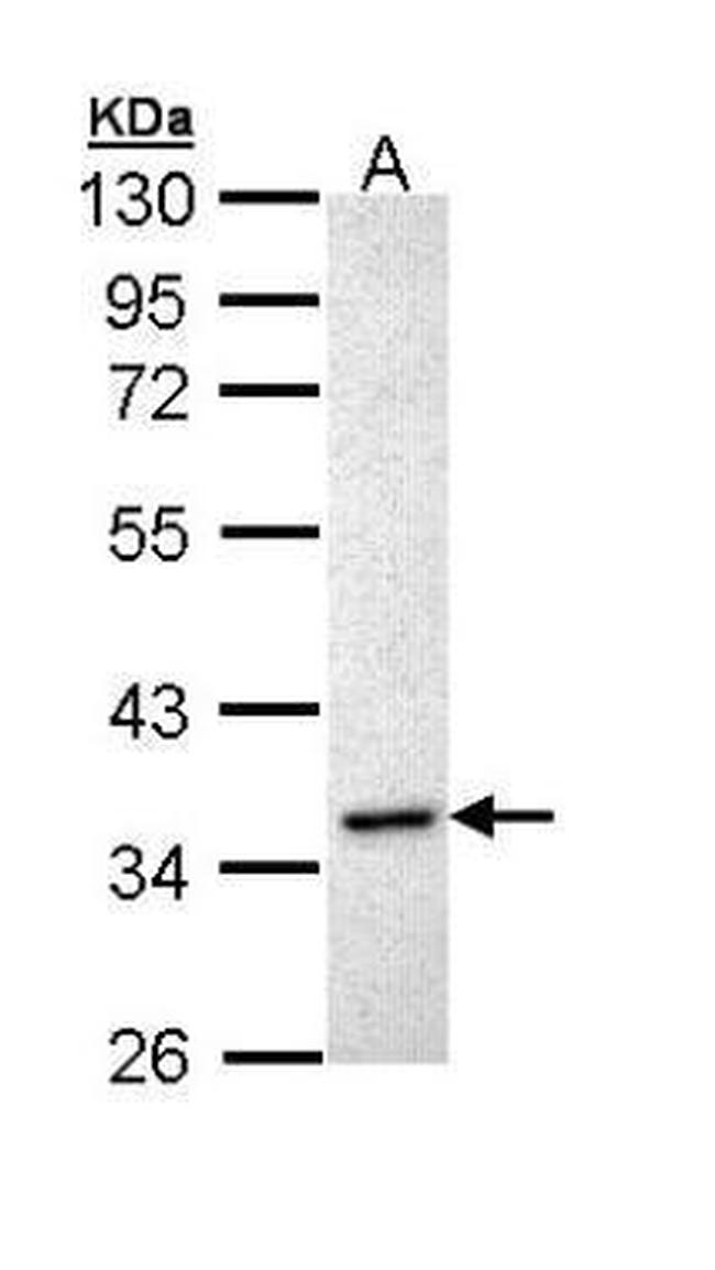 INHA Antibody in Western Blot (WB)