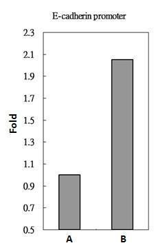 SMAD2 Antibody in ChIP Assay (ChIP)