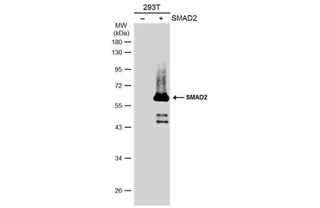 SMAD2 Antibody in Western Blot (WB)